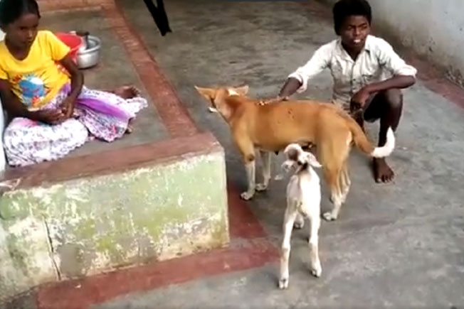 Goat, Dog feed, Social media viral
