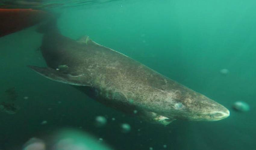Contentsharks Living About 400 Years 13