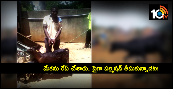 మేకను రేప్ చేశాడు.. పైగా పర్మిషన్ తీసుకున్నాడట! మేకను రేప్ చేశాడు.. పైగా పర్మిషన్ తీసుకున్నాడట!