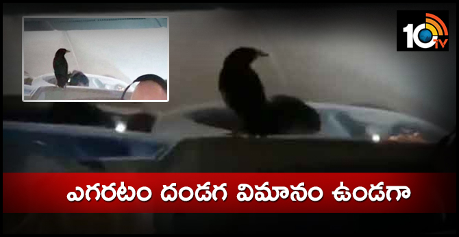 Bird Journey in London aeroplane to Singapore