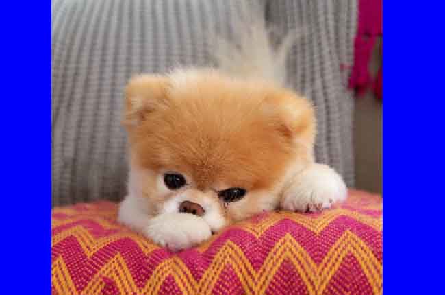 The World's Cutest Dog, Boo, Dies