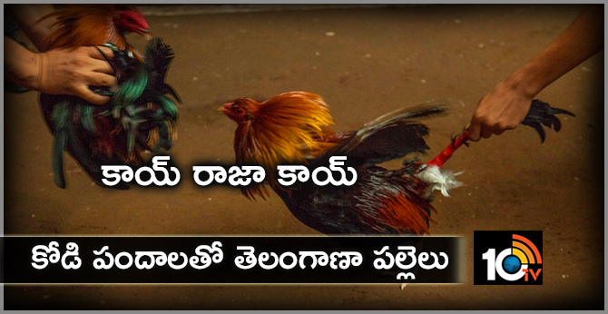 Cockfight in Telangana Villages