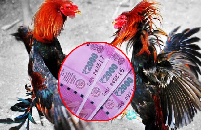 Cockfight punters duped with fake notes
