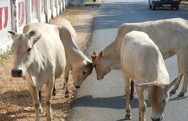 యూపీ కేబినెట్ : పోలీస్ స్టేషన్లలో ఆవులను కట్టేయండి.. యూపీ కేబినెట్ : పోలీస్ స్టేషన్లలో ఆవులను కట్టేయండి..