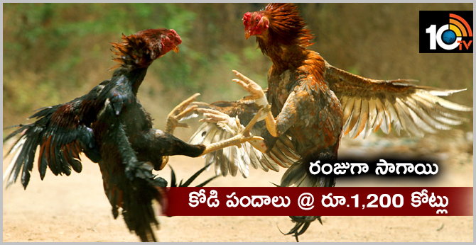 Crores of Money changed hands in Cock fight: Gambling over the past