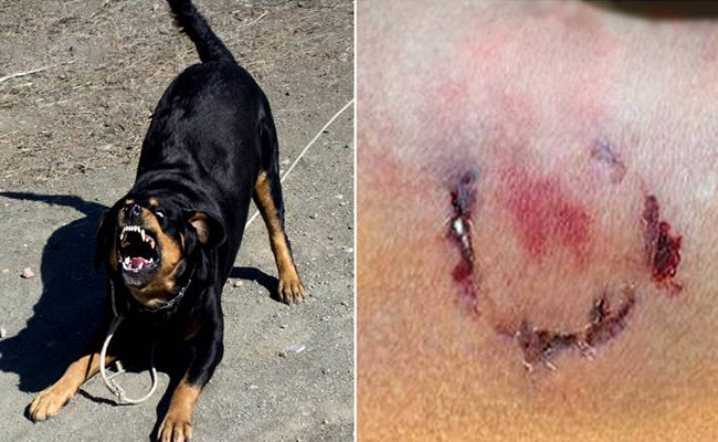 Woman jogger, dog Owner, Alameda County Judge, Santa Rita Jail  