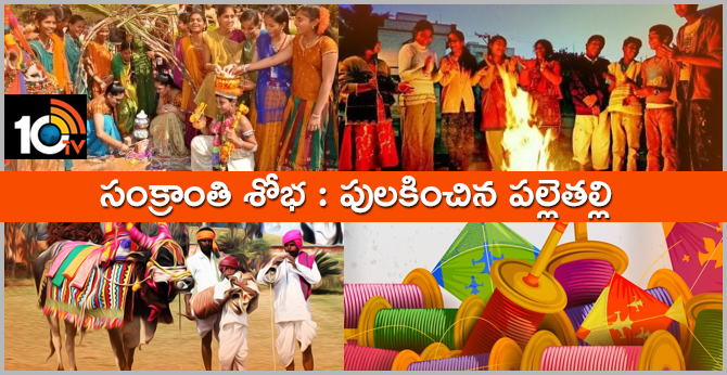 Fresh celebrations in villages with Sankranthi festival In Telugu states Especially the AP