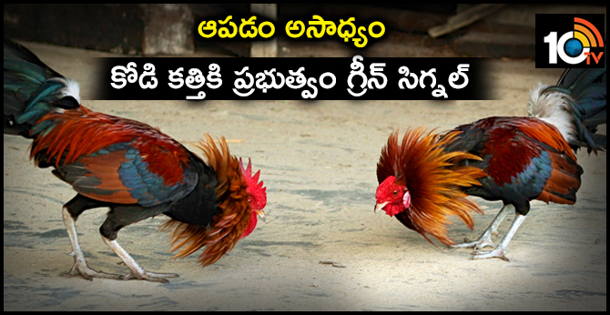 Government Green Singnal For Cock Fight