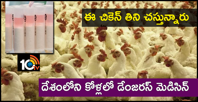 ఈ చికెన్ తిని చస్తున్నారు : దేశంలోని కోళ్లలో డేంజరస్ మెడిసిన్ ఈ చికెన్ తిని చస్తున్నారు : దేశంలోని కోళ్లలో డేంజరస్ మెడిసిన్