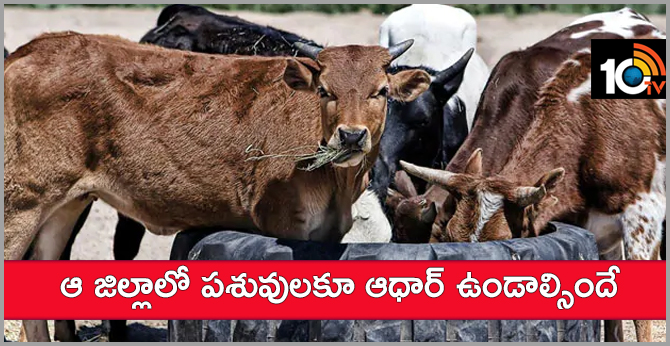 ఆ జిల్లాలో పశువులకూ ఆధార్ ఉండాల్సిందే ఆ జిల్లాలో పశువులకూ ఆధార్ ఉండాల్సిందే