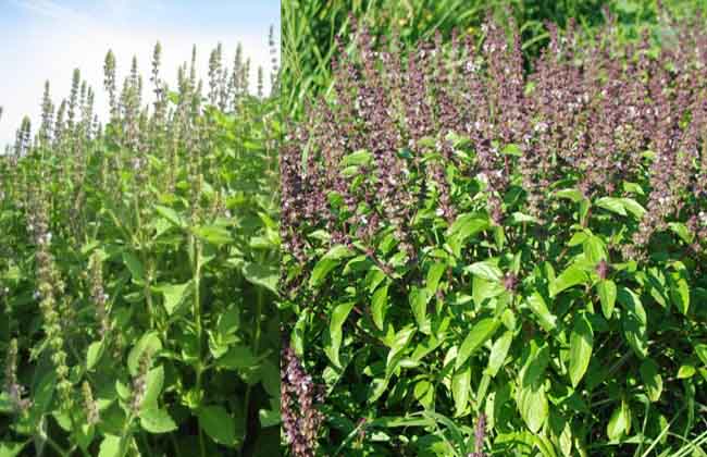 Jaikisan Company cheated 1200 farmers in the name of Tulasi Crop