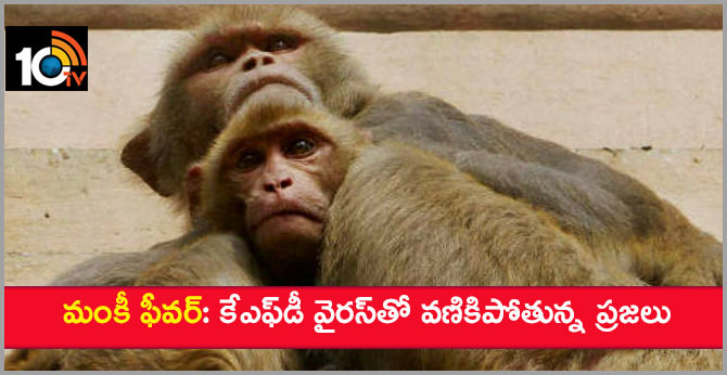 మంకీ ఫీవర్: కేఎఫ్డీ వైరస్తో వణికిపోతున్న ప్రజలు మంకీ ఫీవర్: కేఎఫ్డీ వైరస్తో వణికిపోతున్న ప్రజలు