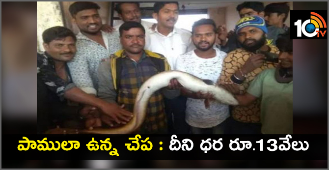 పాములా ఉన్న చేప : దీని ధర రూ.13వేలు పాములా ఉన్న చేప : దీని ధర రూ.13వేలు