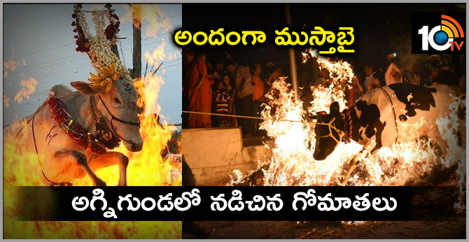 Sankranthi Celebrations: Cows walking in the fire