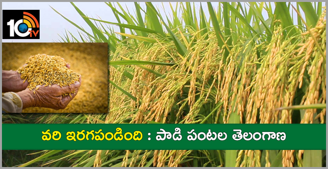 Recorded in rice crop : 'Telangana' trainers who break the record of 20 years