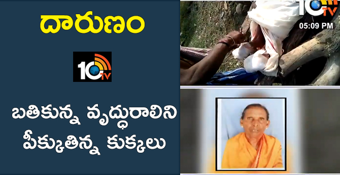 Tragedy: street dogs attack by living old women 