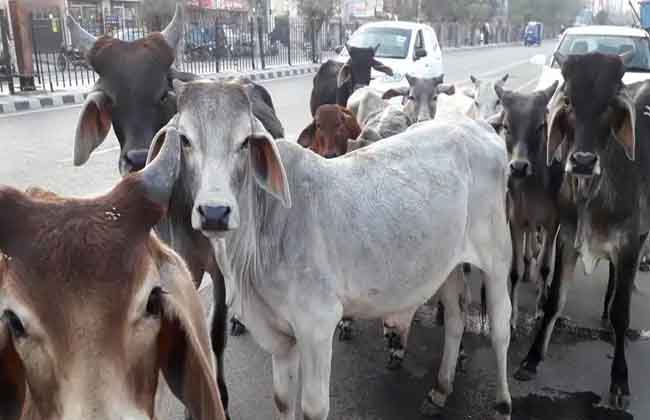 గోవుల కోసం యోగి : ‘గో సంరక్షణ సెస్’ గోవుల కోసం యోగి : ‘గో సంరక్షణ సెస్’