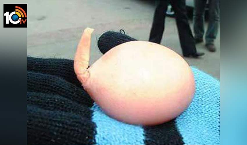 Egg Tail