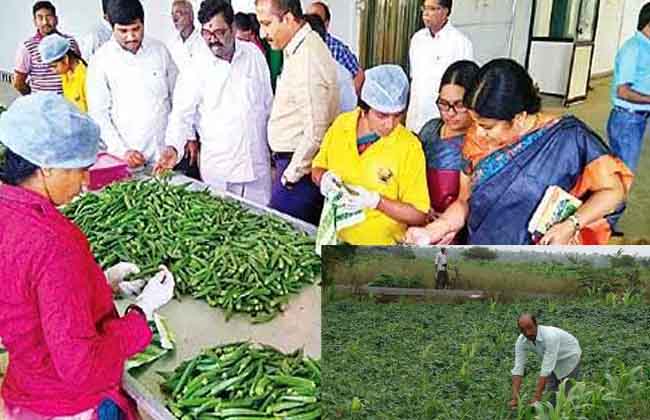 Horticulture is exported to Germany by organic farming