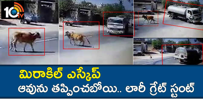 మిరాకిల్ ఎస్కేప్ : ఆవును తప్పించబోయి.. లారీ గ్రేట్ స్టంట్ మిరాకిల్ ఎస్కేప్ : ఆవును తప్పించబోయి.. లారీ గ్రేట్ స్టంట్