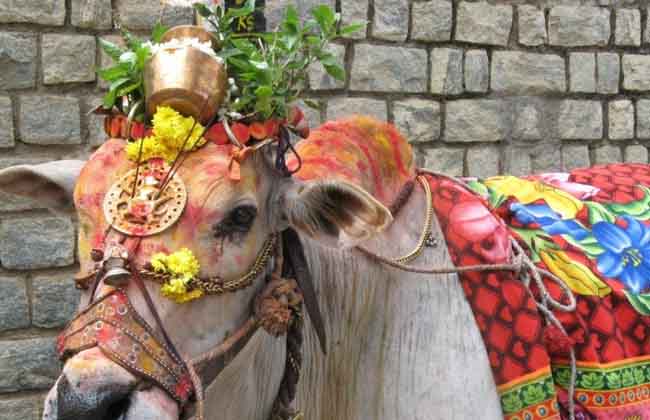 Kanuma Celebrations In Telugu States