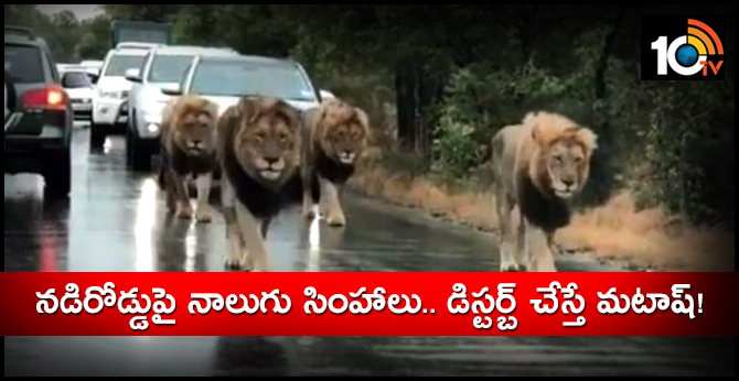 In Scary Viral Video, Four Lions Take Over Busy Road