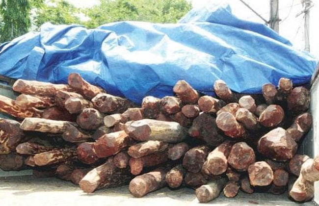 worth of Rs 1.75 crore Redwood seize