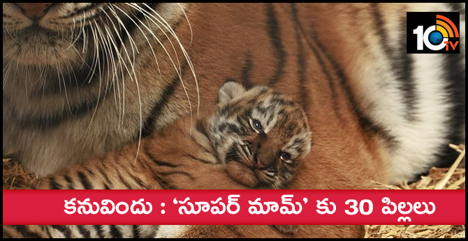 tiger toys for security in krishna District