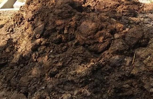 COW DUNG CHORI