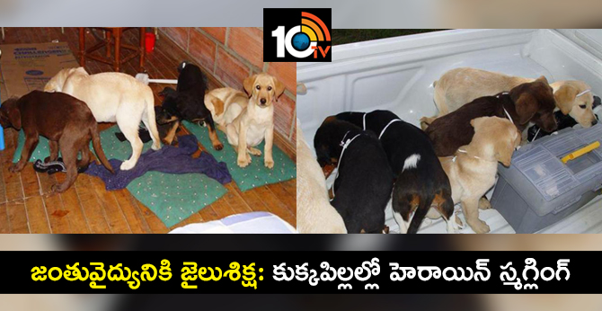 జంతువైద్యునికి జైలుశిక్ష: కుక్కపిల్లల్లో హెరాయిన్ స్మగ్లింగ్ జంతువైద్యునికి జైలుశిక్ష: కుక్కపిల్లల్లో హెరాయిన్ స్మగ్లింగ్