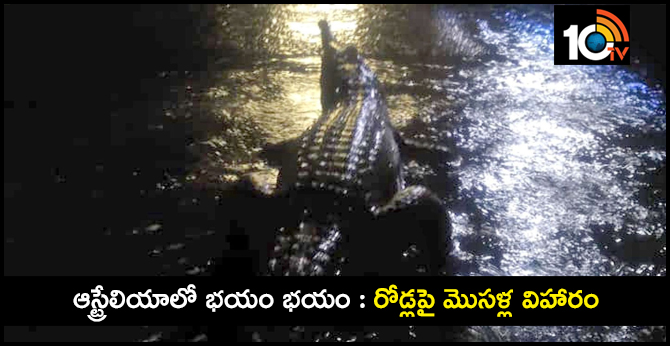 Crocodiles roam flooded streets in Australia