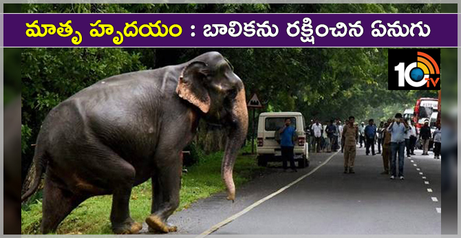 Elephant Protects 4years child
