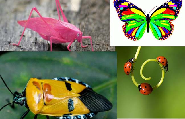 It is difficult for man to survive: the insects  end for 100 years