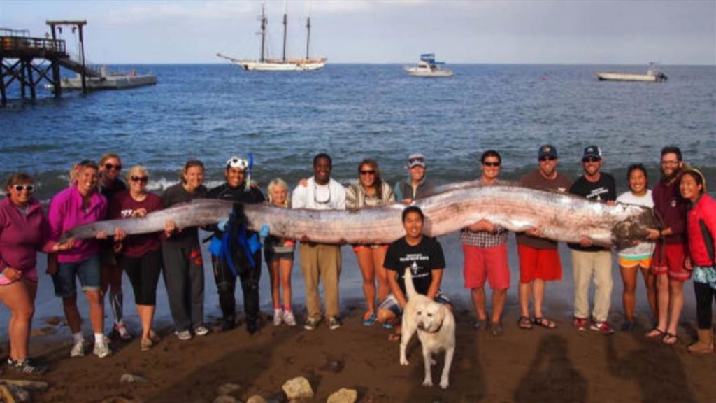 Oarfish in Eastern Japan Triggers Fear Of Imminent Earthquake