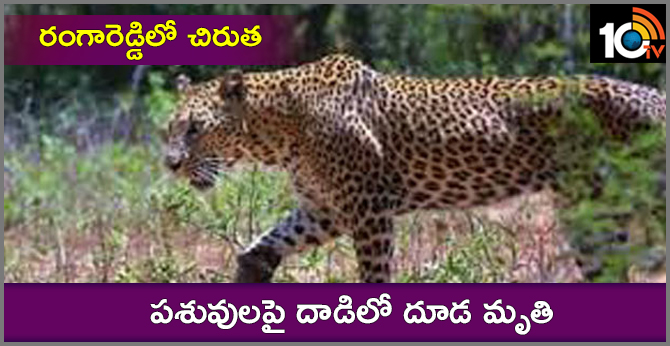 రంగారెడ్డిలో చిరుత: పశువులపై దాడిలో దూడ మృతి రంగారెడ్డిలో చిరుత: పశువులపై దాడిలో దూడ మృతి