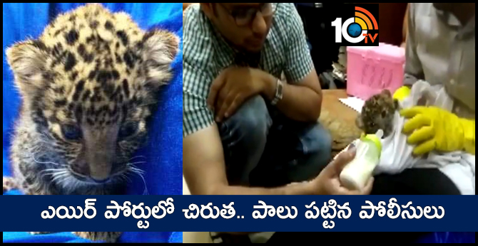 Leopard Cub Smuggled From Bangkok To Chennai, Airport Staff Feed It