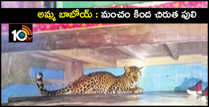 Leopard tiger under the bed in home
