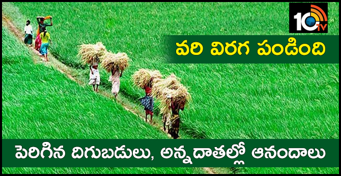 Record Paddy Yields In Sanga Reddy District