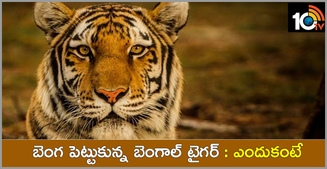 బెంగ పెట్టుకున్న బెంగాల్ టైగర్ : ఎందుకంటే బెంగ పెట్టుకున్న బెంగాల్ టైగర్ : ఎందుకంటే