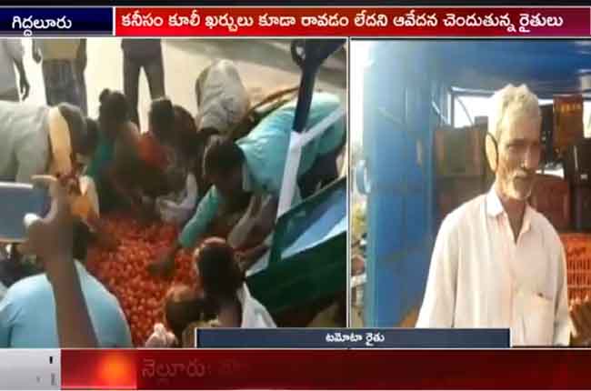 Andhra Pradesh Giddalur Tomato farmers in distress
