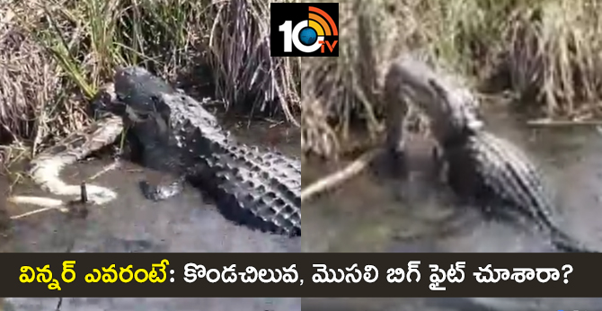 విన్నర్ ఎవరంటే: కొండచిలువ, మొసలి బిగ్ ఫైట్ చూశారా? విన్నర్ ఎవరంటే: కొండచిలువ, మొసలి బిగ్ ఫైట్ చూశారా?