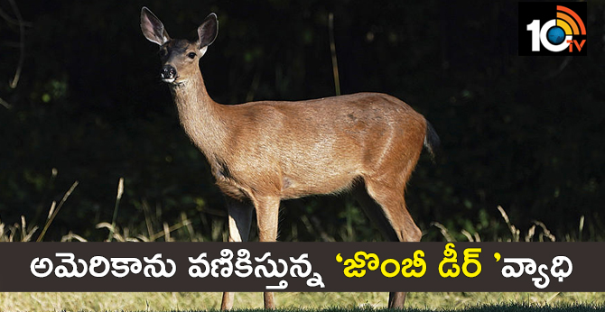అమెరికాను వణికిస్తున్న ‘జొంబీ డీర్ ’వ్యాధి అమెరికాను వణికిస్తున్న ‘జొంబీ డీర్ ’వ్యాధి
