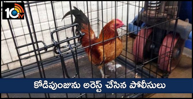 cock arrested in local police in Madhyapradesh