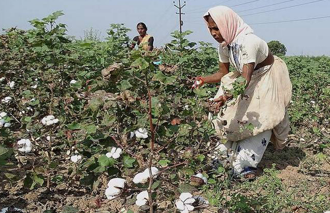 The ignorance is immersed Adilabad cotton farmer tears of distress