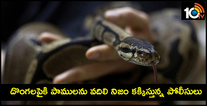 దొంగలపైకి పాములను వదిలి నిజం కక్కిస్తున్న పోలీసులు దొంగలపైకి పాములను వదిలి నిజం కక్కిస్తున్న పోలీసులు