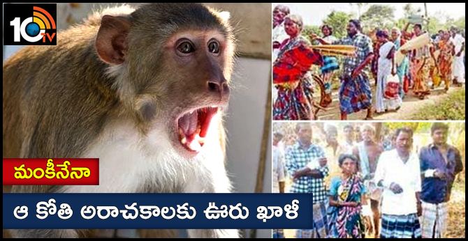 monkey attack local  village people