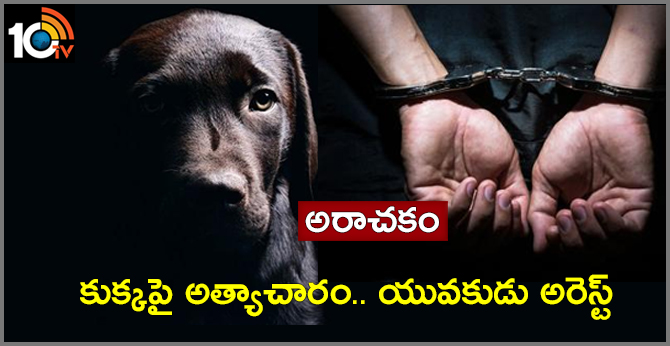 Drunk tea stall worker allegedly rapes dog in Chennai