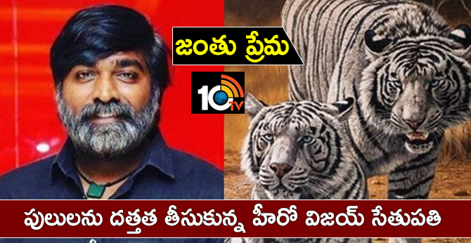 జంతు ప్రేమ : పులులను దత్తత తీసుకున్న హీరో విజయ్ సేతుపతి జంతు ప్రేమ : పులులను దత్తత తీసుకున్న హీరో విజయ్ సేతుపతి