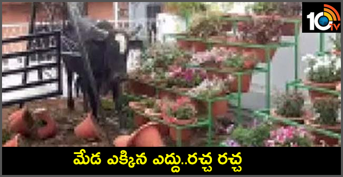 Bull climbed up of Terrace  Uttar Pradesh lucknow