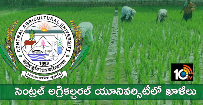సెంట్రల్ అగ్రికల్చరల్ యూనివర్సిటీలో ఖాళీలు సెంట్రల్ అగ్రికల్చరల్ యూనివర్సిటీలో ఖాళీలు